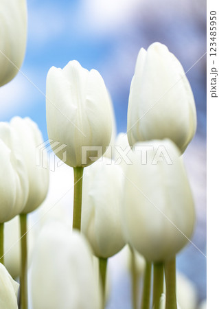 家の周りの草花 四季の色々 美しい早咲きのチュウリップの花が咲きました 家の周りの草花 四季の色々 美しい早咲きのチュウリップの花が咲きました 123485950