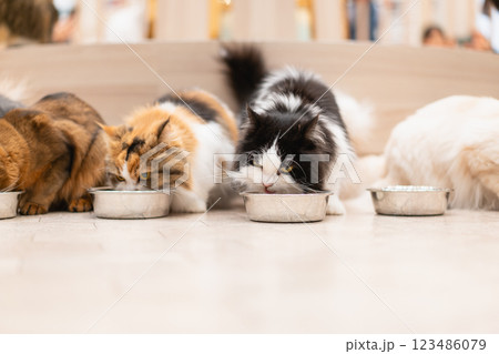 猫カフェMOCHAのご飯タイム 猫カフェMOCHAのご飯タイム 123486079