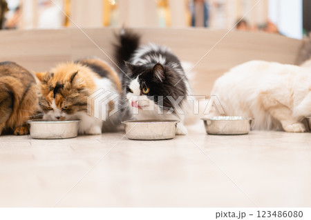 猫カフェMOCHAのご飯タイム 123486080