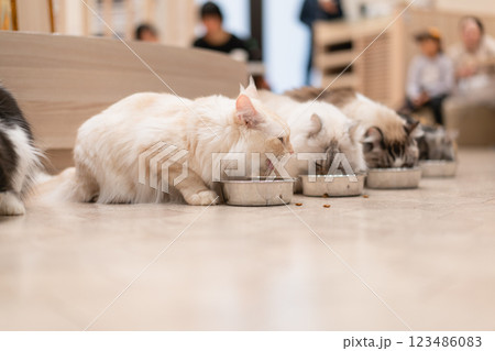 猫カフェMOCHAのご飯タイム 猫カフェMOCHAのご飯タイム 123486083