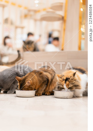 猫カフェMOCHAのご飯タイム 123486084