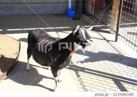 板橋区立こども動物園 えさをねだるヤギ 板橋区立こども動物園 えさをねだるヤギ 123486160