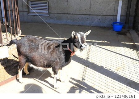 板橋区立こども動物園　えさをねだるヤギ 123486161