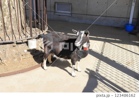 板橋区立こども動物園　えさをねだるヤギ 123486162