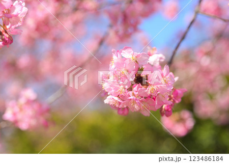 満開の河津桜 123486184