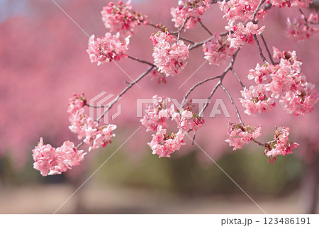 満開の河津桜 123486191
