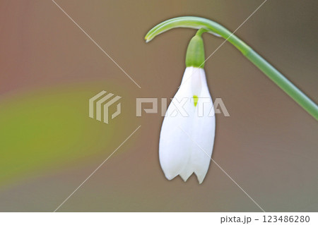 家の周りの草花 四季の色々 早春の白い妖精 白い小さな花が朝日に輝いて咲いています スノードロップ 家の周りの草花 四季の色々 早春の白い妖精 白い小さな花が朝日に輝いて咲いています スノードロップ 123486280