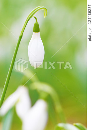 家の周りの草花　四季の色々　早春の白い妖精　白い小さな花が朝日に輝いて咲いています　スノードロップ 123486287