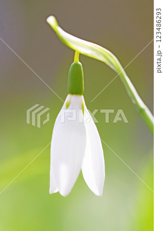 家の周りの草花　四季の色々　早春の白い妖精　白い小さな花が朝日に輝いて咲いています　スノードロップ 123486293