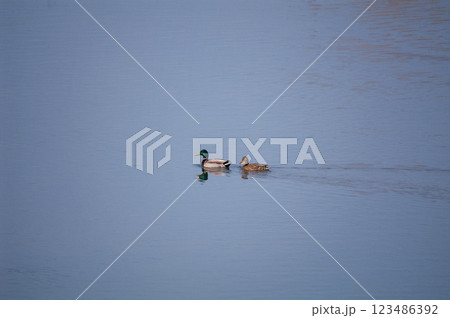 信濃川・やすらぎ堤の真鴨(まがも) 123486392