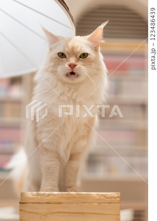 猫カフェMOCHAの白猫 123486439