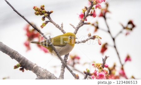 寒緋桜とリュウキュウメジロ 寒緋桜とリュウキュウメジロ 123486513