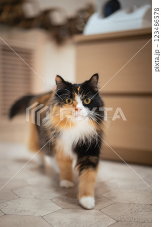 猫カフェMOCHAの三毛猫 123486578