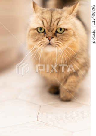 猫カフェMOCHAを歩く猫 猫カフェMOCHAを歩く猫 123486765