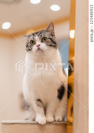 猫カフェMOCHAの猫 猫カフェMOCHAの猫 123486915