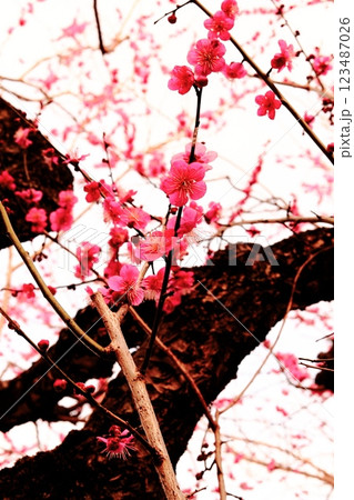 赤い梅の花 123487026