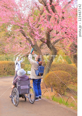 春の公園で満開の梅を見上げる車いすの老人と梅を撮影する介護者の家族 123487142