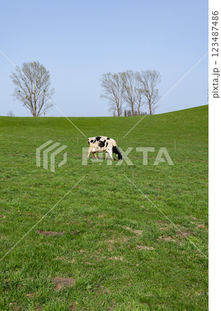 草原の中にいる牛たち 123487486