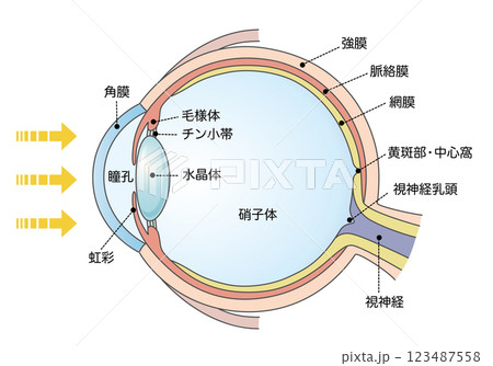 健康な目の構造と断面図 健康な目の構造と断面図 123487558