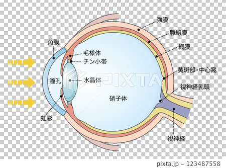 健康な目の構造と断面図 健康な目の構造と断面図 123487558