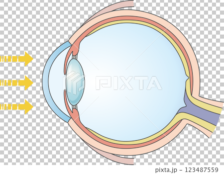 Cross section of a healthy eye Cross section of a healthy eye 123487559