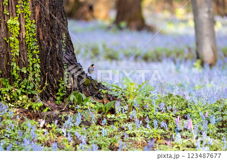 エゾエンゴサクとカタクリの群生地の風景 123487677