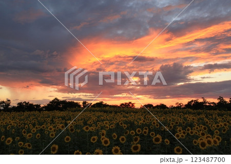 ヒマワリ畑の夕景 ヒマワリ畑の夕景 123487700