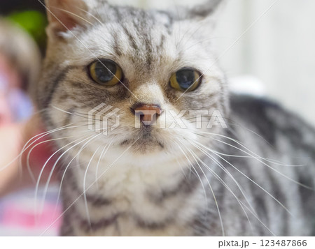 なでられる猫のどアップ なでられる猫のどアップ 123487866