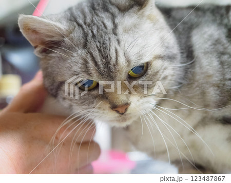 体をスリスリする猫 123487867