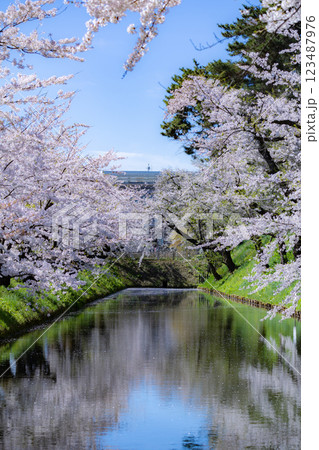 美しい青森の満開の桜 美しい青森の満開の桜 123487976