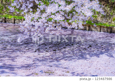 美しい青森の満開の桜 123487986