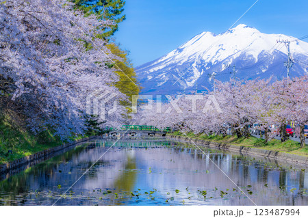 美しい青森の満開の桜 123487994