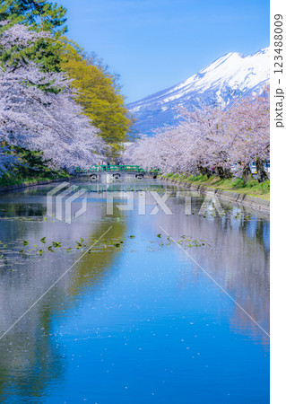 美しい青森の満開の桜 美しい青森の満開の桜 123488009