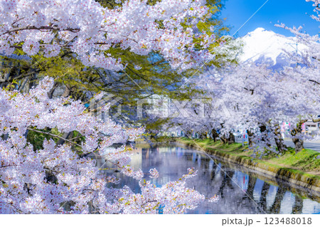 美しい青森の満開の桜 美しい青森の満開の桜 123488018