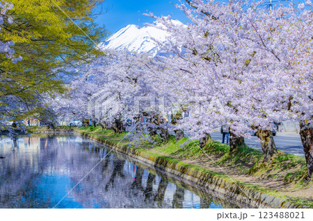 美しい青森の満開の桜 123488021