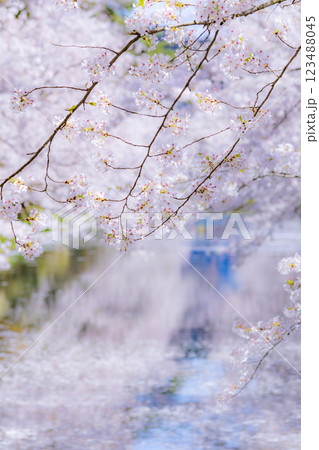 美しい青森の満開の桜 123488045