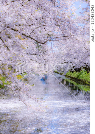 美しい青森の満開の桜 123488048
