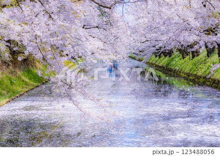 美しい青森の満開の桜 123488056