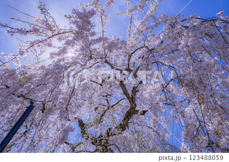 美しい青森の満開の桜 美しい青森の満開の桜 123488059