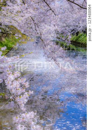 美しい青森の満開の桜 123488064