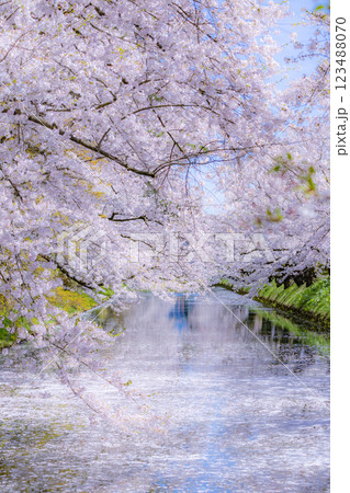 美しい青森の満開の桜 123488070