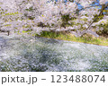 美しい青森の満開の桜 123488074