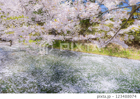 美しい青森の満開の桜 美しい青森の満開の桜 123488074