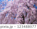 美しい青森の満開の桜 123488077