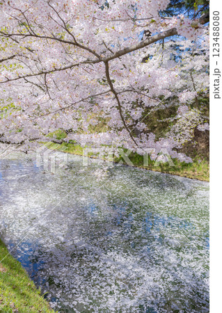 美しい青森の満開の桜 123488080