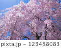 美しい青森の満開の桜 123488083