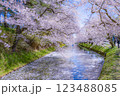 美しい青森の満開の桜 123488085
