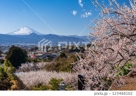 田島峠からの眺望 富士山と梅林の風景 曽我梅まつり 田島峠からの眺望 富士山と梅林の風景 曽我梅まつり 123488102