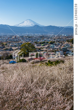 田島峠からの眺望　富士山と梅林の風景　曽我梅まつり 123488159