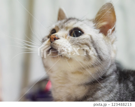 待つ猫 待つ猫 123488213